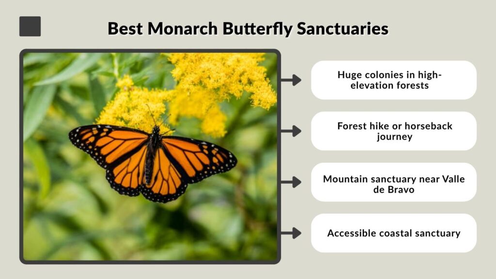 Best Monarch Butterfly Sanctuaries