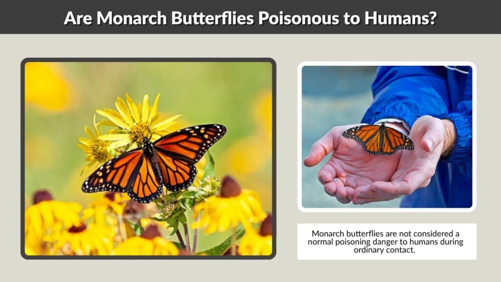 Are Monarch Butterflies Poisonous to Humans?