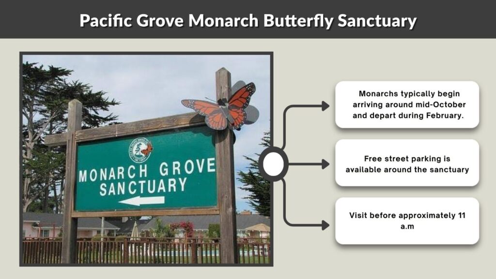 Pacific Grove Monarch Butterfly Sanctuary