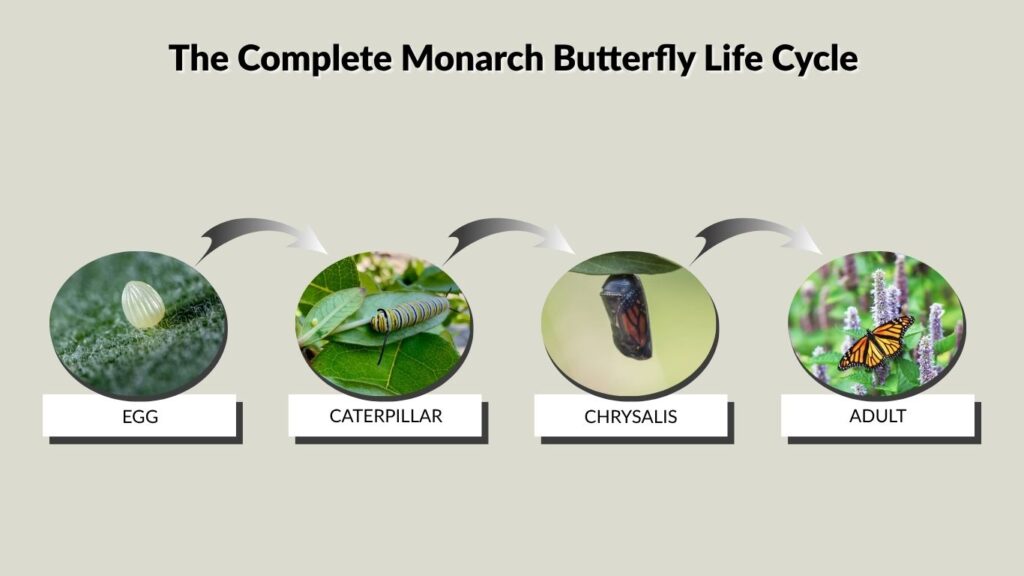 The Complete Monarch Butterfly Life Cycle