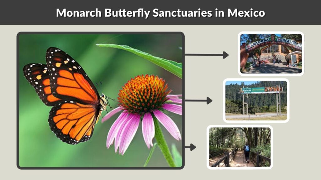 Monarch Butterfly Sanctuaries in Mexico