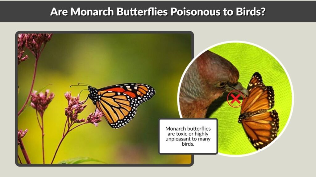 Are Monarch Butterflies Poisonous to Birds?