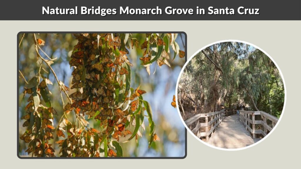 Natural Bridges Monarch Grove in Santa Cruz