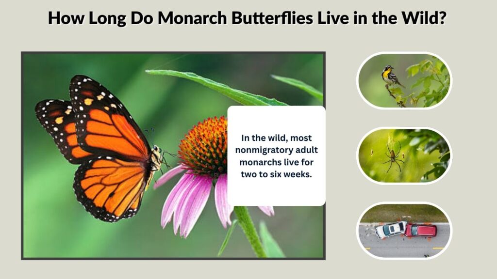 How Long Do Monarch Butterflies Live in the Wild?