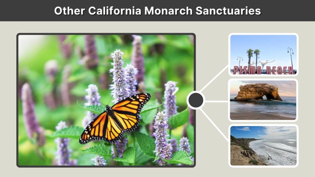 Other California Monarch Sanctuaries