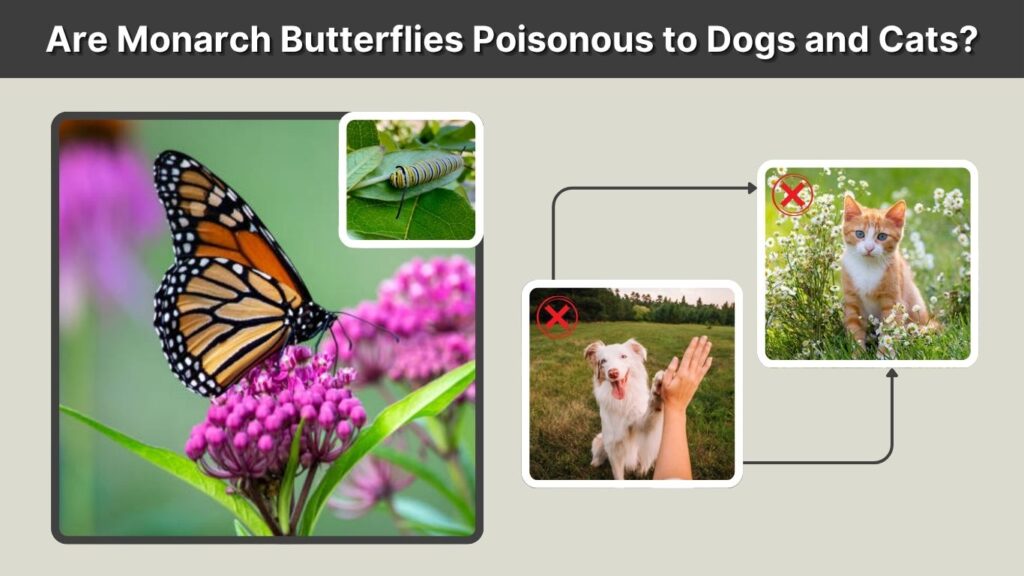 Are Monarch Butterflies Poisonous to Dogs and Cats?