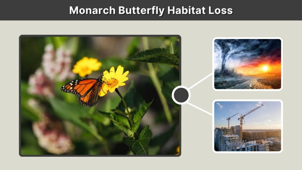 Monarch Butterfly Habitat Loss