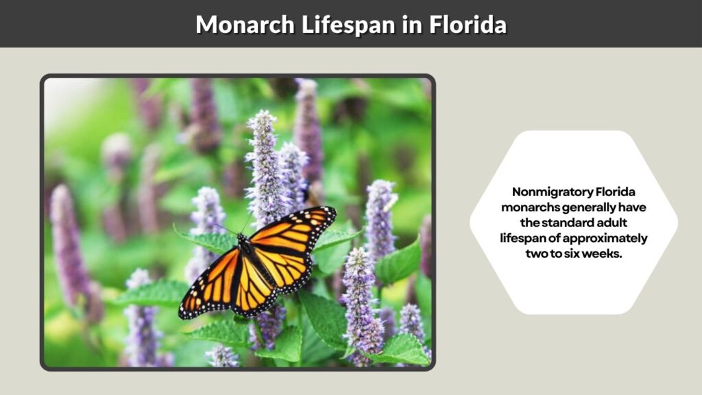 Monarch Lifespan in Florida