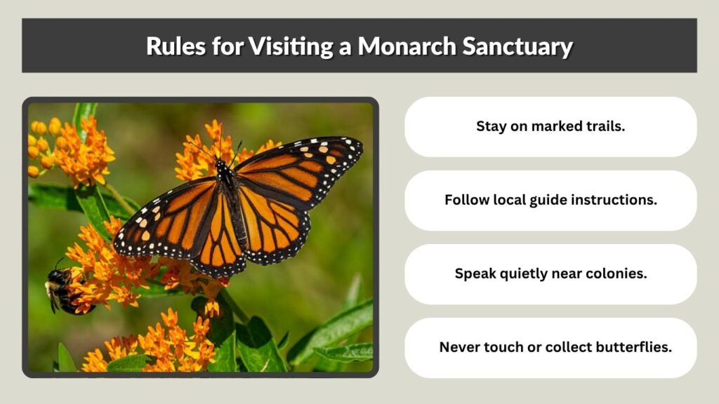 Rules for Visiting a Monarch Sanctuary