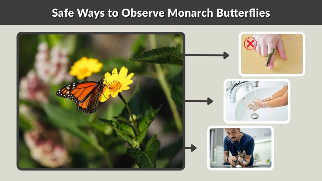 Safe Ways to Observe Monarch Butterflies