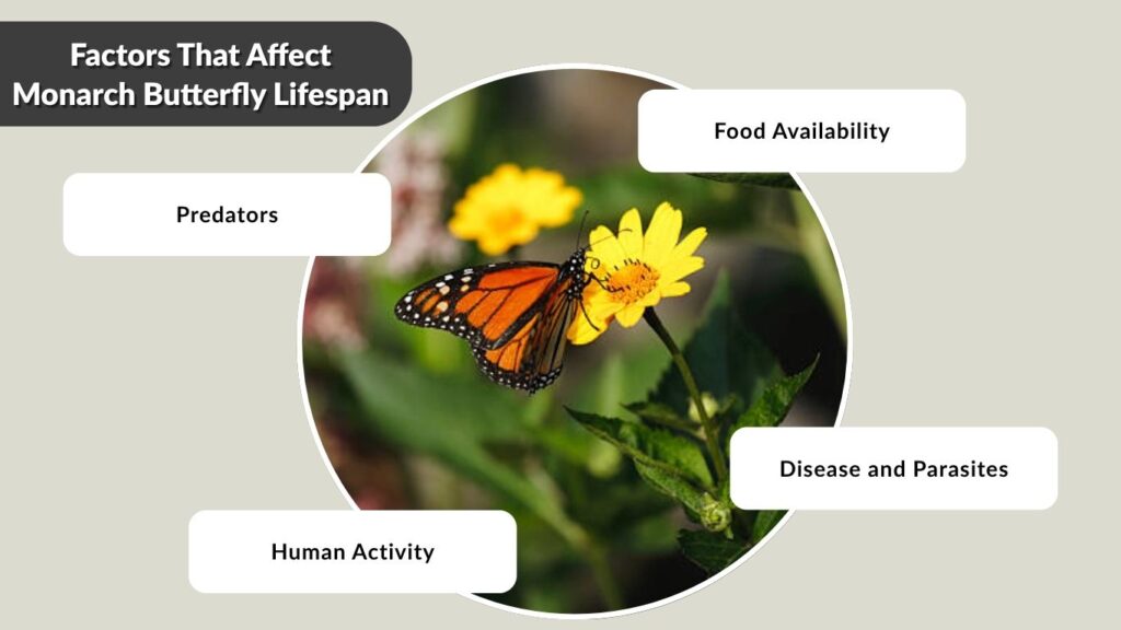 Factors That Affect Monarch Butterfly Lifespan
