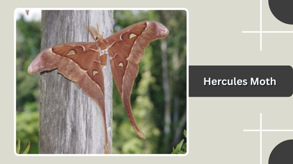 Hercules Moth