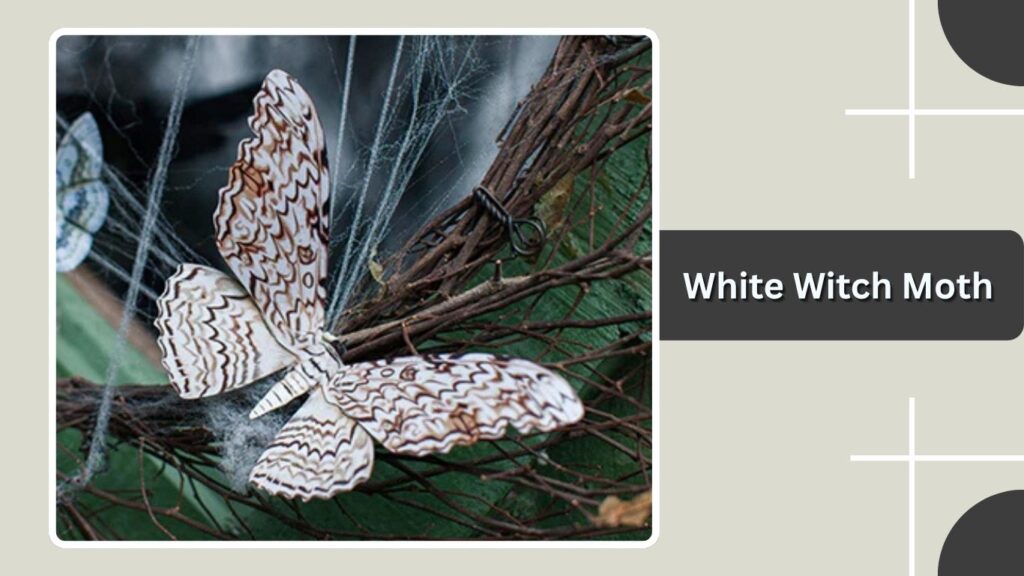 White Witch Moth