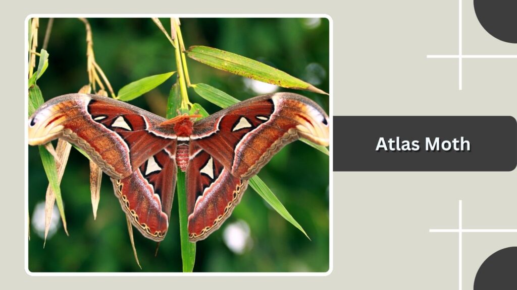 Atlas Moth