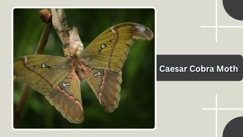 Caesar Cobra Moth