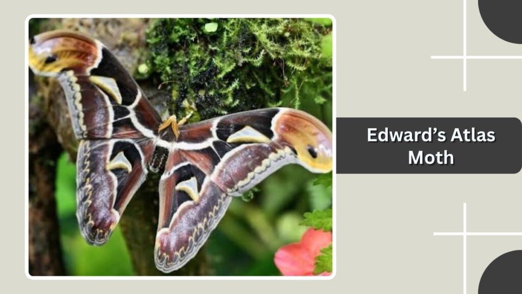 Edward’s Atlas Moth