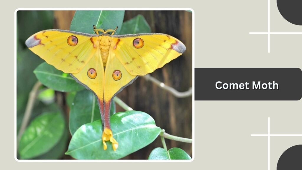 Comet Moth