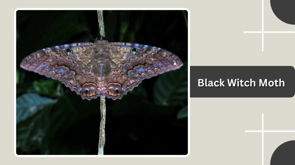 Black Witch Moth