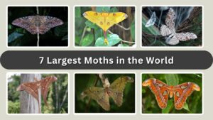 7 Largest Moths in the World: Species ID with Pictures