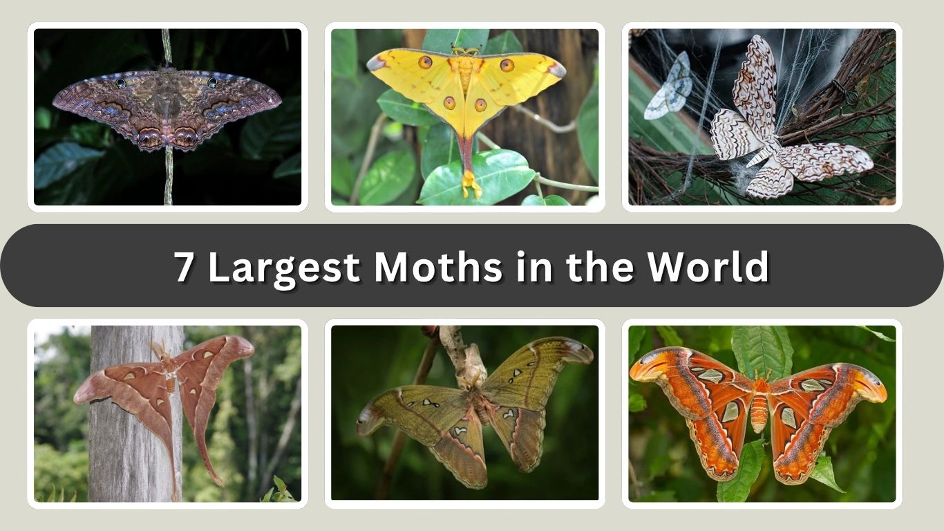 7 Largest Moths in the World: Species ID with Pictures