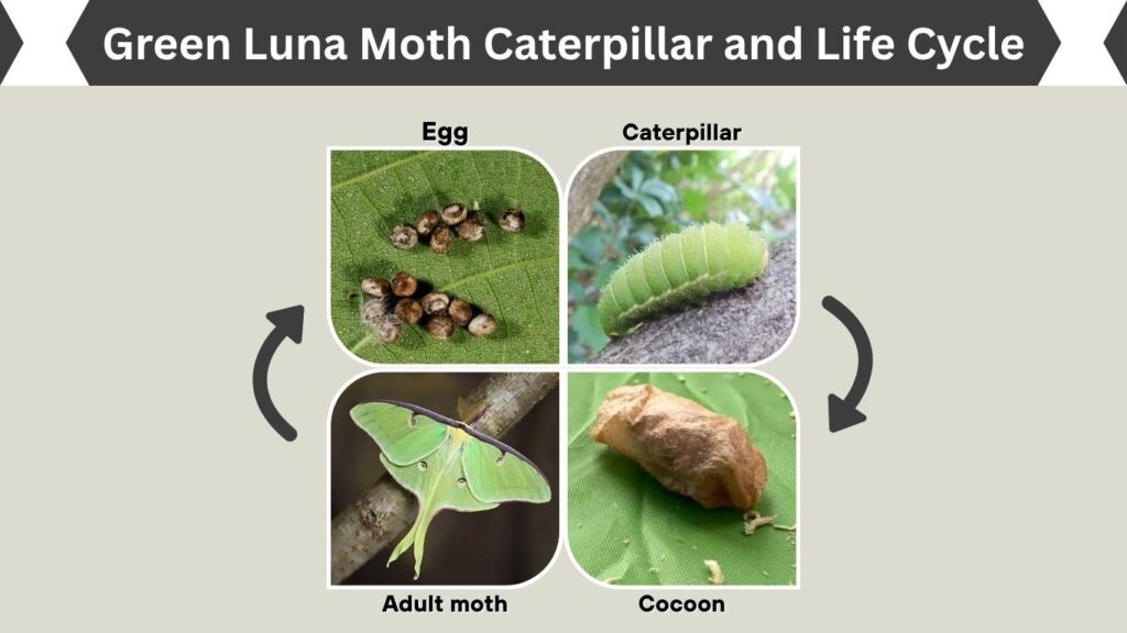 Green Luna Moth Caterpillar and Life Cycle