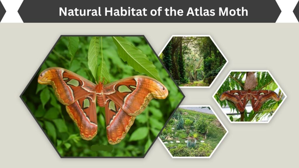 Natural Habitat of the Atlas Moth