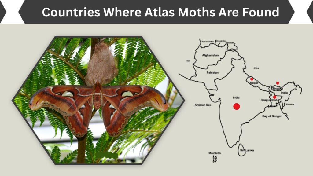 Countries Where Atlas Moths Are Found
