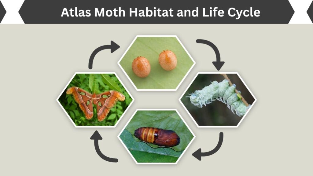 Atlas Moth Habitat and Life Cycle