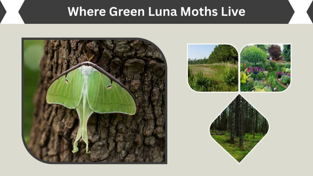 Where Green Luna Moths Live