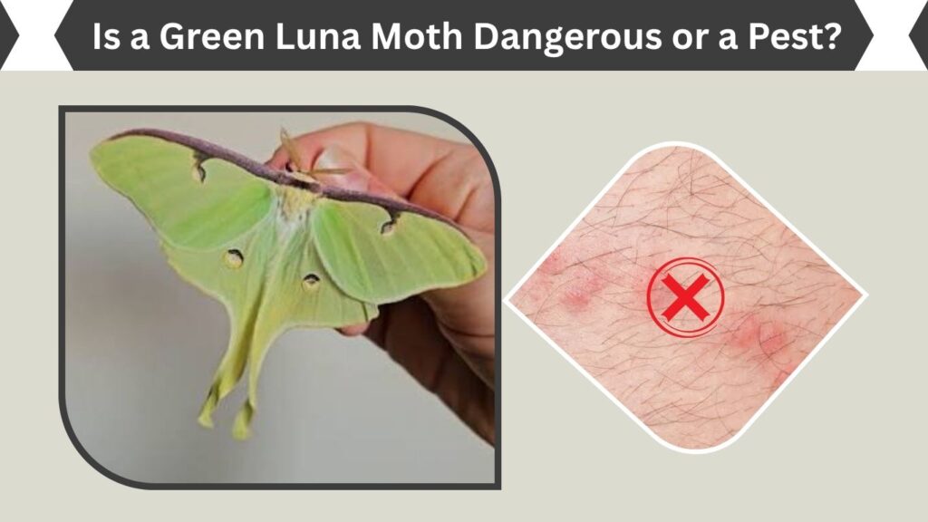 Is a Green Luna Moth Dangerous or a Pest?