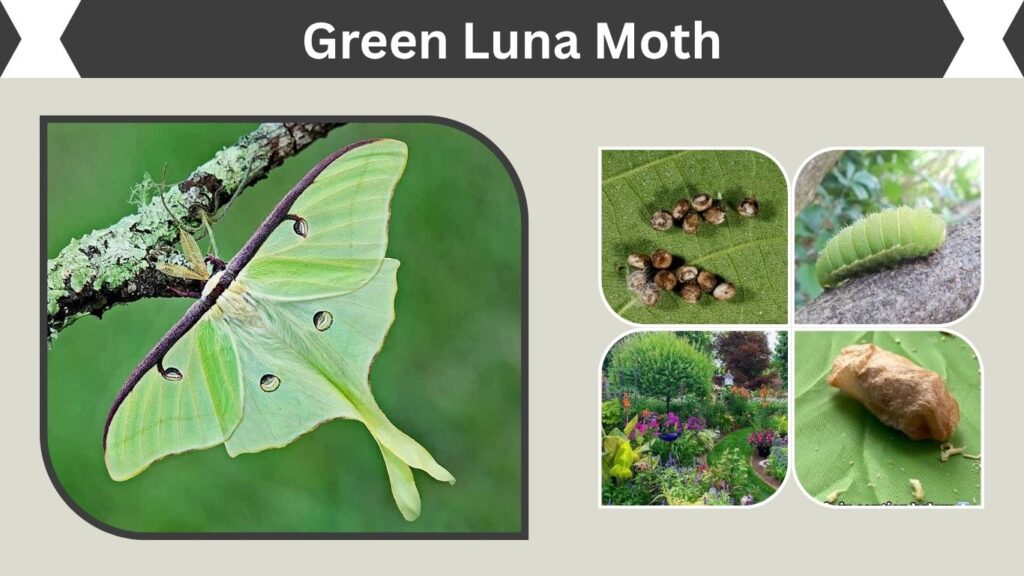 Green Luna Moth: Identification, Life Cycle, Live & Facts