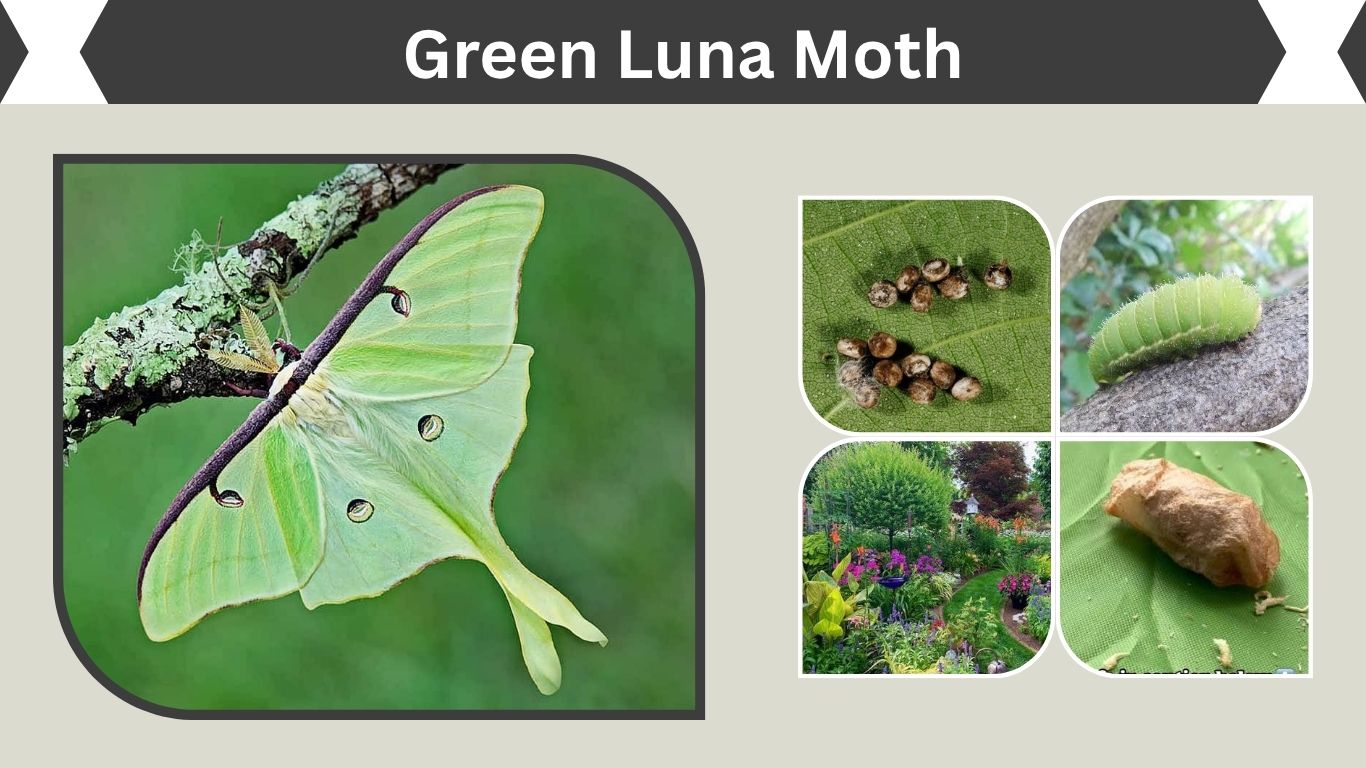 Green Luna Moth: Identification, Life Cycle, Live & Facts