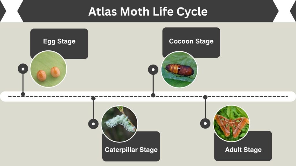 Atlas Moth Life Cycle