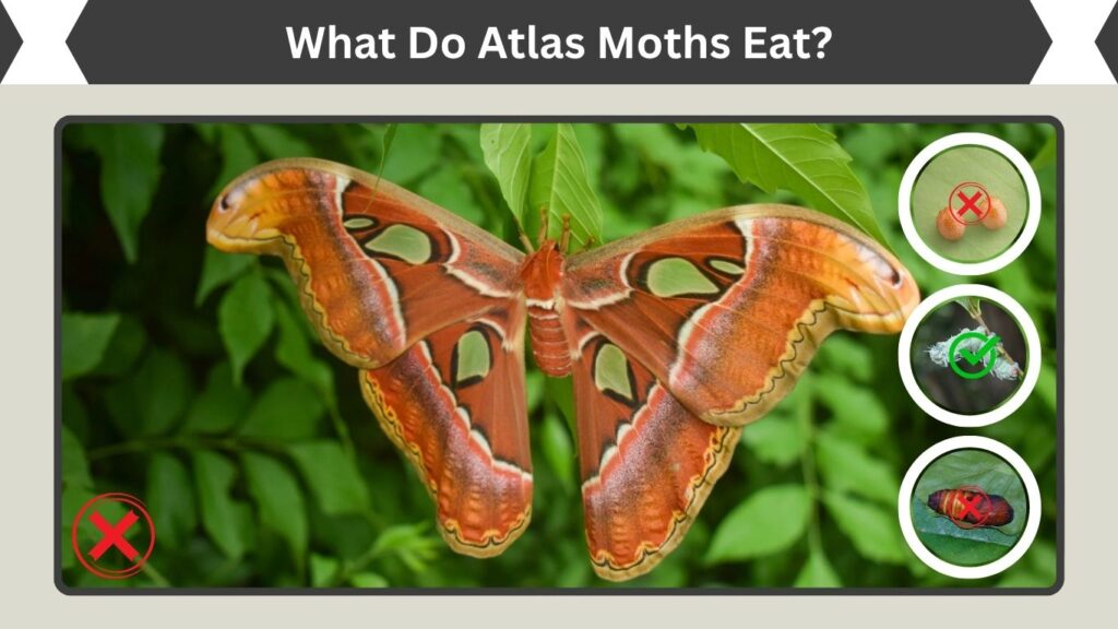 What Do Atlas Moths Eat?