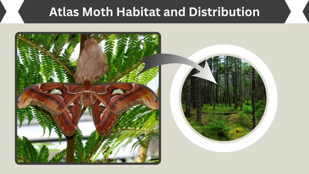 Atlas Moth Habitat and Distribution