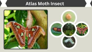 Atlas Moth Insect: Size, Habitat, Life Cycle and Facts