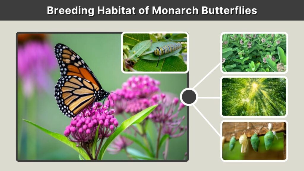 Breeding Habitat of Monarch Butterflies