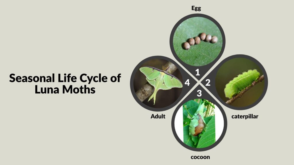 Seasonal Life Cycle of Luna Moths