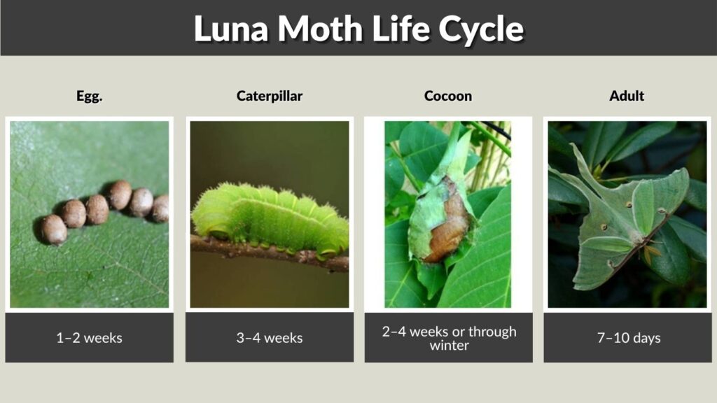 Luna Moth Life Cycle: Egg, Caterpillar, Cocoon and Adult