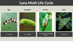 Luna Moth Life Cycle: Egg, Caterpillar, Cocoon and Adult