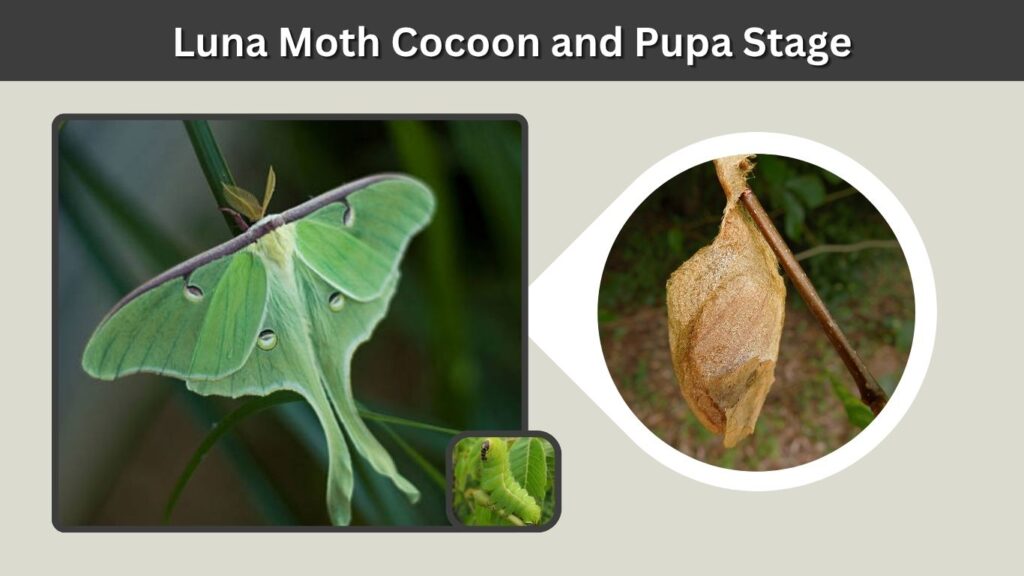 Luna Moth Cocoon and Pupa Stage