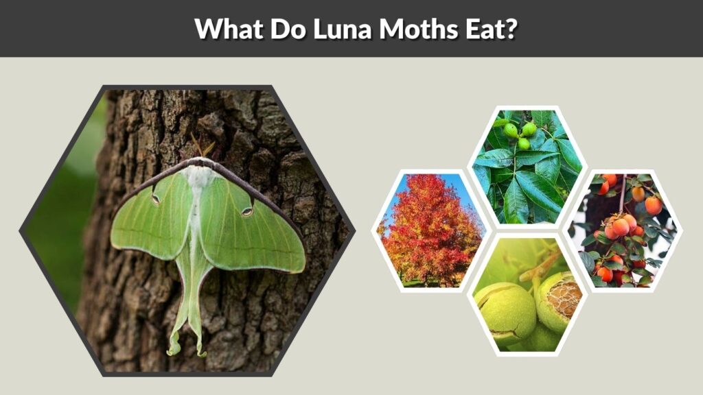 What Do Luna Moths Eat?