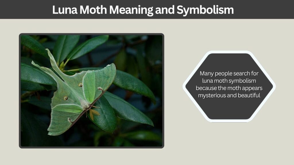 Luna Moth Meaning and Symbolism