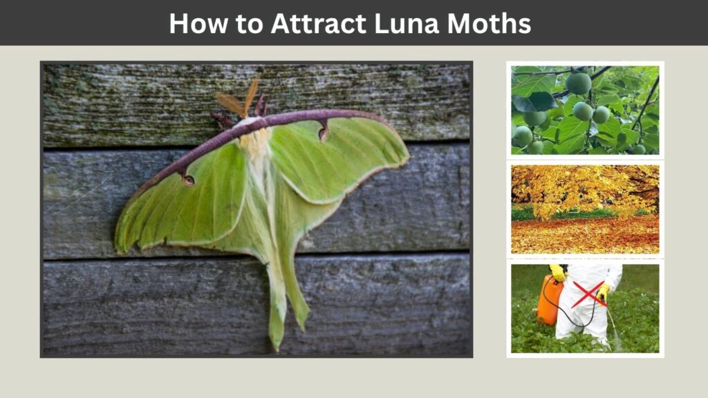 How to Attract Luna Moths