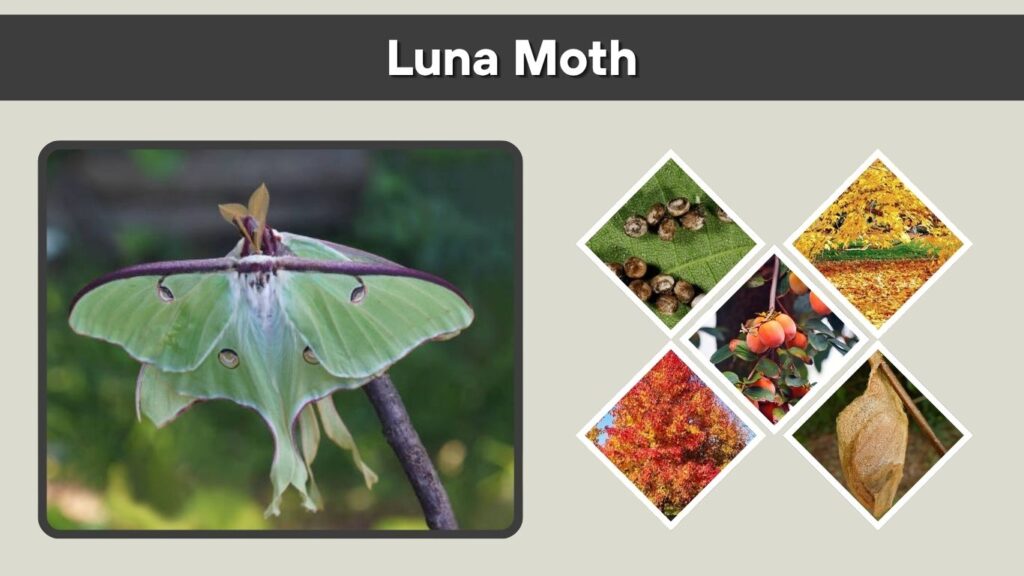 Luna Moth: Life Cycle, Diet, Habitat and Facts