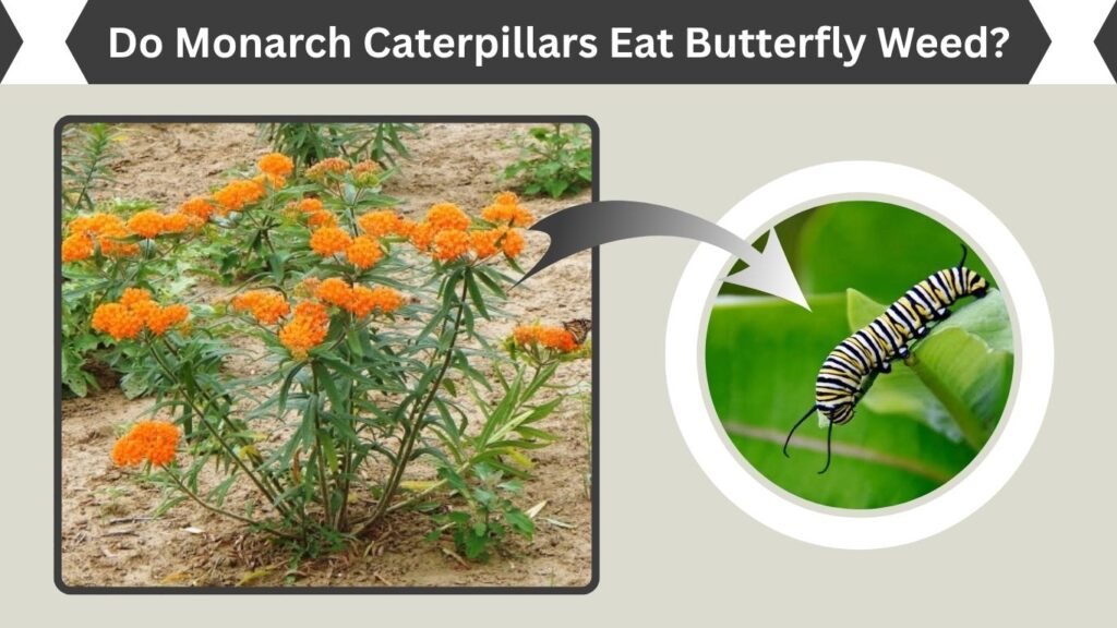 Do Monarch Caterpillars Eat Butterfly Weed?