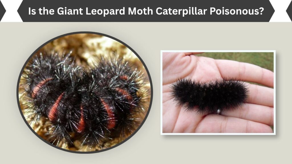 Is the Giant Leopard Moth Caterpillar Poisonous?