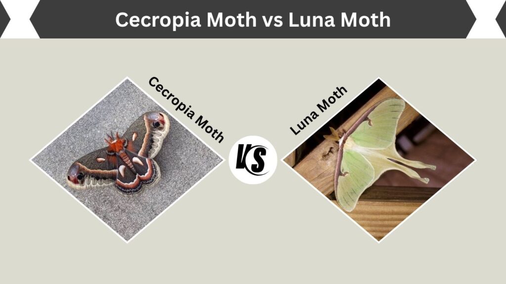 Cecropia Moth vs Luna Moth