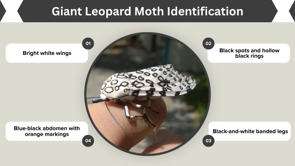 Giant Leopard Moth Identification