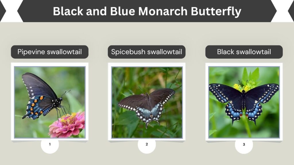 Black and Blue Monarch Butterfly